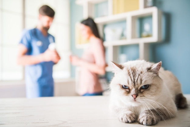 At the veterinarian