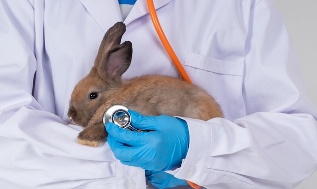 Veterinarians carry rabbit and use Stethoscopes to check the fluffy rabbit heart and lungs