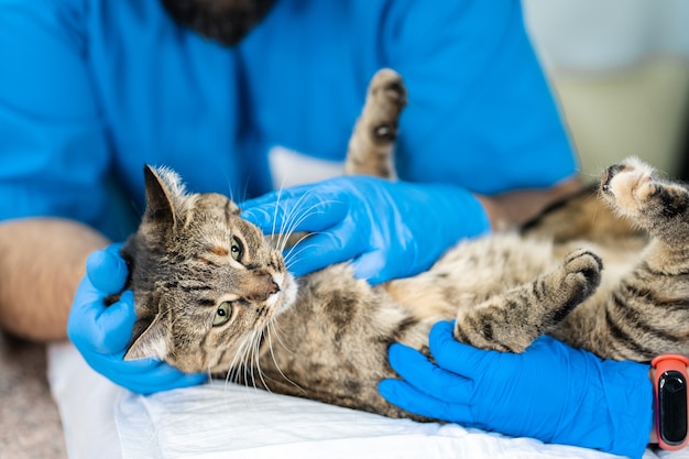 Photo veterinarians carry through an ultrasound examination of a domestic cat