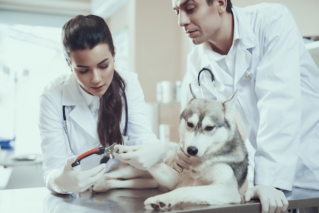 Veterinarians Clipping Dog Claws Pet Grooming.