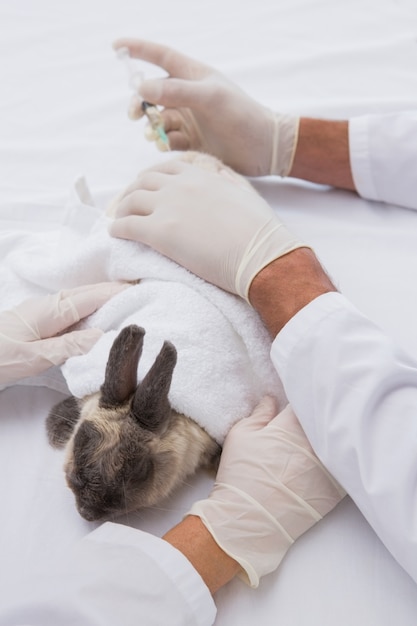 Veterinarians doing injection at a rabbit 