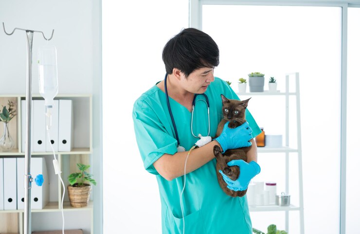 Photo  ⁇ 医と女性看護師はペット病院で猫を検査しています
