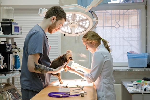 Veterinarians prepare the dog for surgery operating room with medical equipment