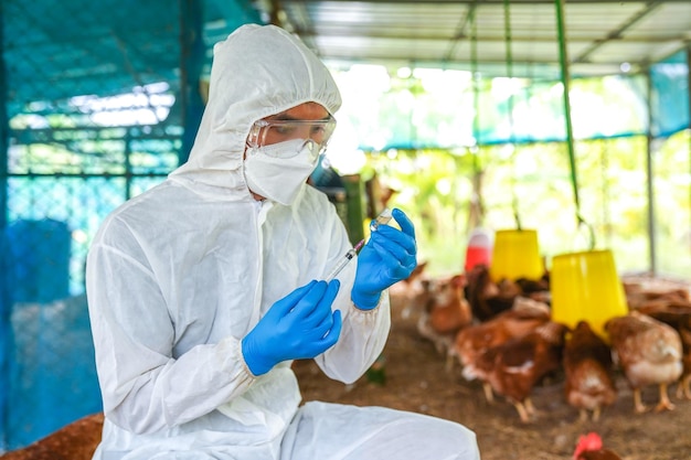 Foto i veterinari vaccinano contro malattie del pollame come l'influenza aviaria h5n1 h5n6 dei polli da allevamento