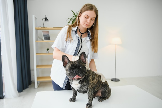 Ветеринар, слушая собаку французского бульдога в своей клинике