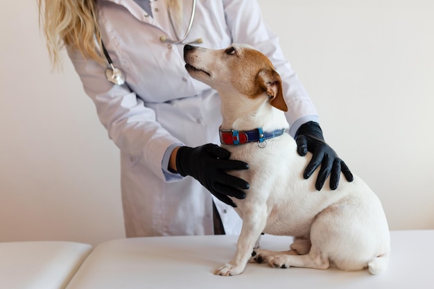 Foto assistenza veterinaria dottore veterinario femminile e cane jack russell terrier