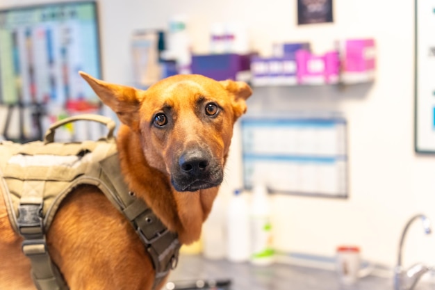 Veterinary clinic a dog in the routine control in the clinic\
waiting for the doctor