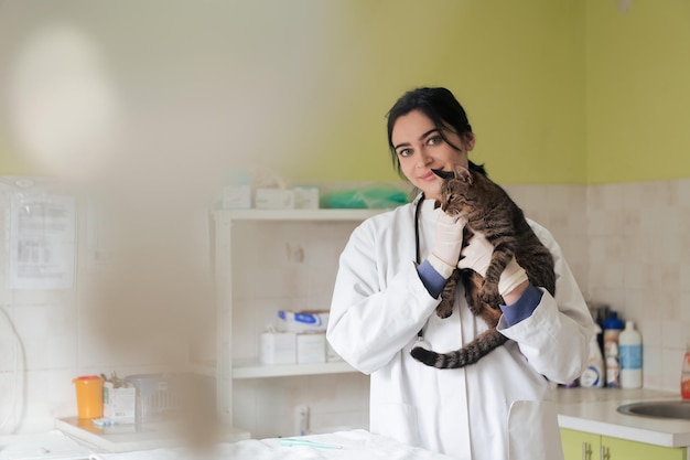 Photo veterinary clinic female doctor portrait at the animal hospital holding cute sick cat ready for veterinary examination and treatment