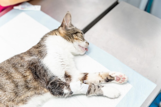 Veterinary clinic a recently anesthetized cat waiting for the operation asleep on the operating table