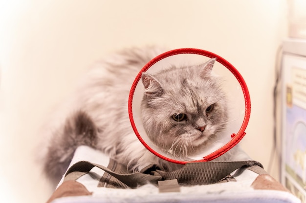 Ветеринарная клиника сибирская кошка с протектором, чтобы не кусалась и не царапалась