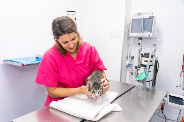 Veterinary clinic veterinarian with a cat on the operating table checking his teeth