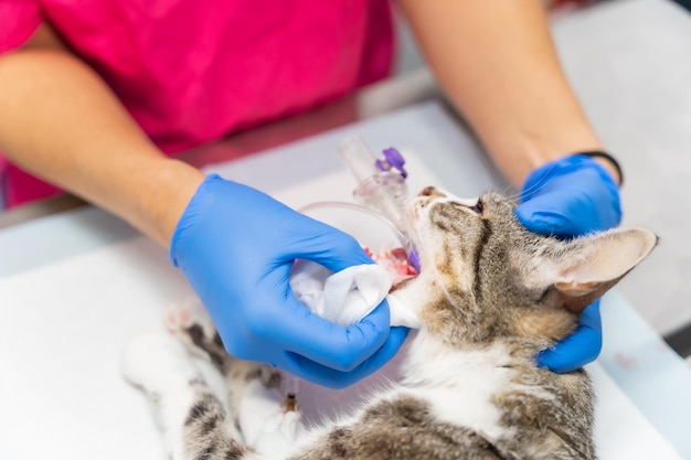 Veterinary clinic with a cat veterinarian removing the tube from the mouth to the cat on the operating table