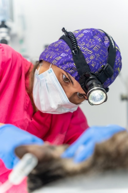 Veterinary clinic with a cat veterinarian working on delicate mouth and teeth operation with cap and headlamp