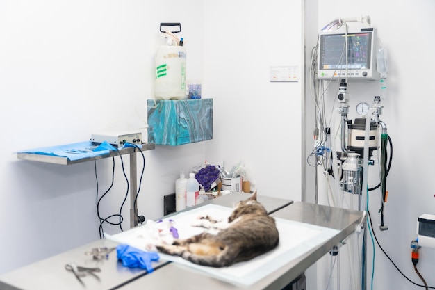 진료소에서 수술을 위한 고양이 작업 공간이 있는 동물 진료소