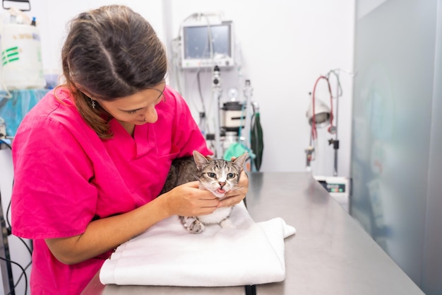 Veterinary clinic young veterinarian with a cat on the operating table checking her teeth