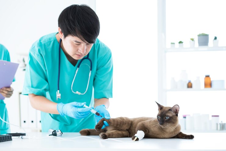 Photo 医師のコンセプトは血液を検査するために注射器を行っている健康な猫の分析