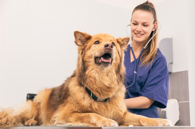 Veterinary doctor checking dog heart with medical tool