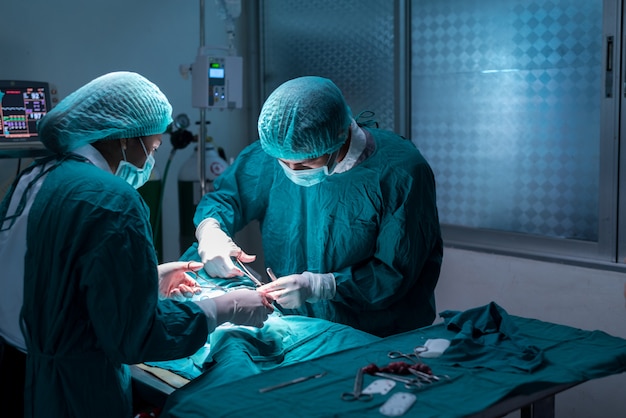 Veterinary or doctor have to surgery sterilization on pet in operating room