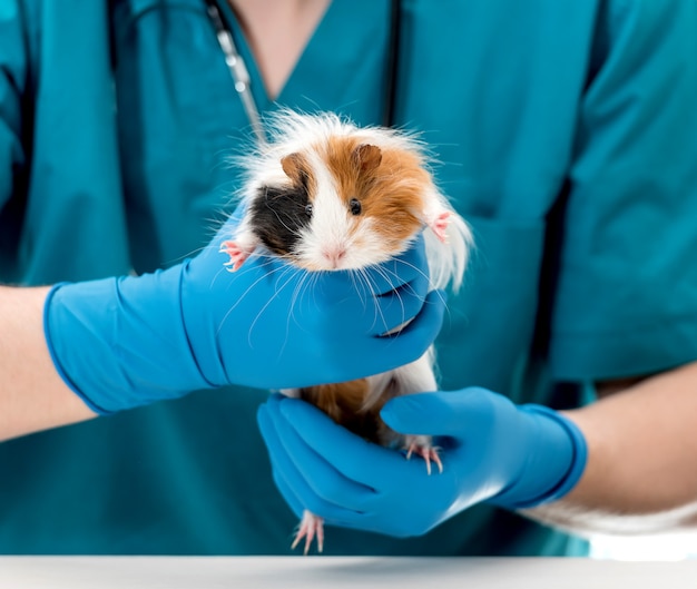 Photo veterinary doctor holding guinea pig on hands