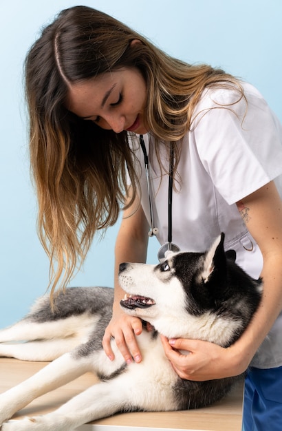 Photo veterinary doctor at vet clinic