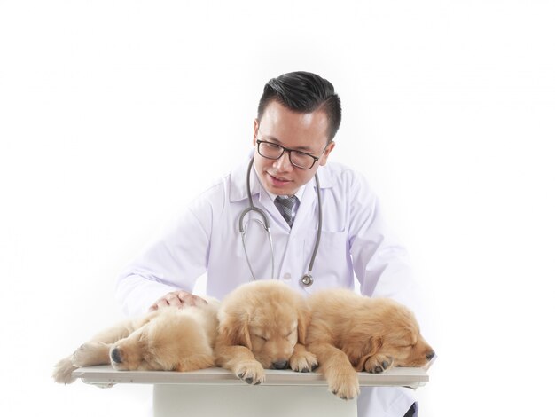 Veterinary doctor with puppy dog golden retriever