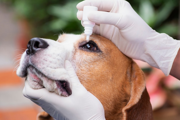 Photo veterinary drug eye drops beagle dogs prevent infectious diseases cherry eye disease in the eyes of pets