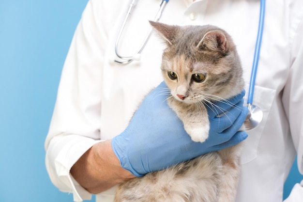 Esame veterinario del gattino del gatto presso il veterinario clinica degli animali controllo e vaccinazione degli animali assistenza sanitaria su sfondo blu copia spase