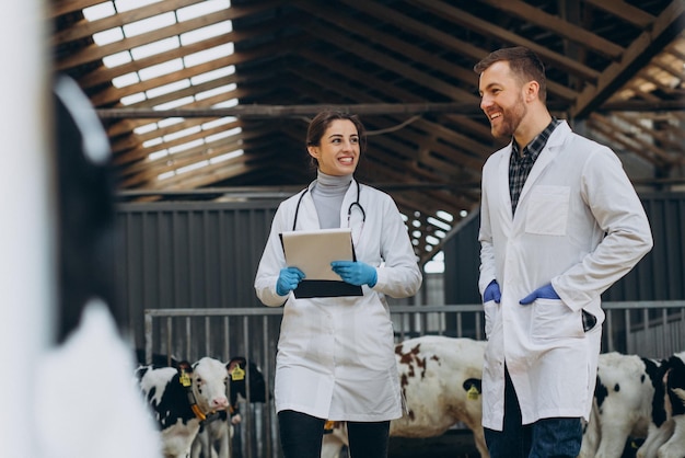 Photo veterinary at the farm walking in cowshed checking the cows