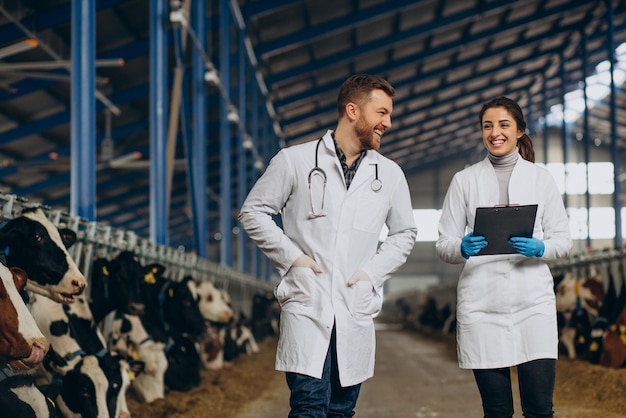 Foto veterinario presso l'azienda che cammina nella stalla controllando le mucche