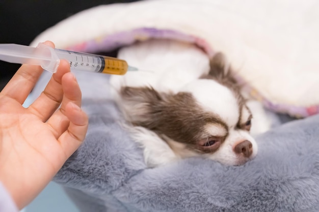 Veterinary holding syringe with vaccine near cute chihuahua dog in clinic