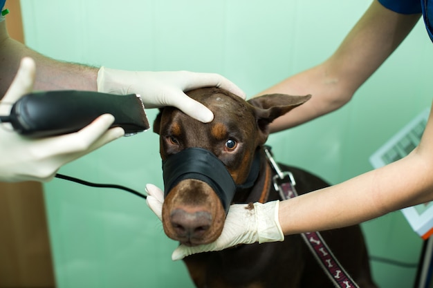 Veterinary inspection dog doberman