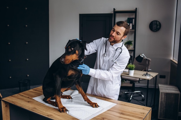 Veterinary inspection dog doberman