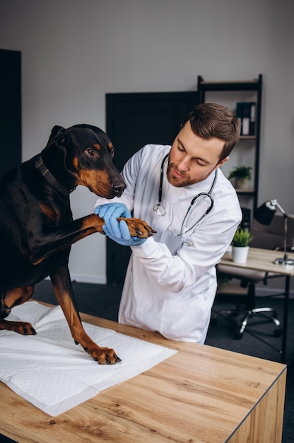 Photo veterinary inspection dog doberman