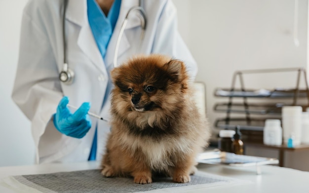 Veterinary laboratories Injection dogs