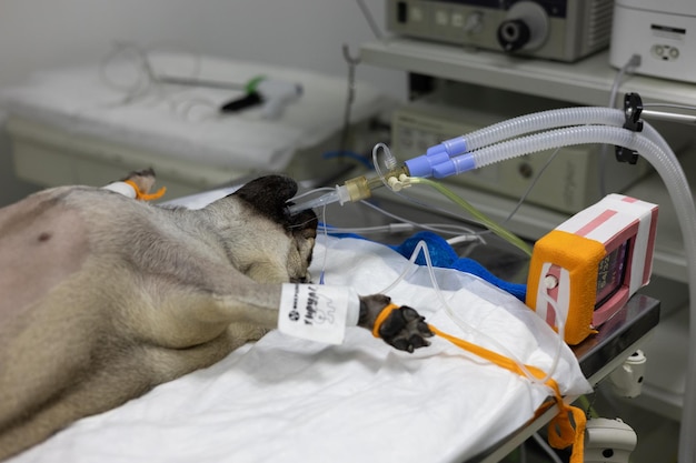 In a veterinary operating room a dog sleeps under gas anesthesia on the operating table The dog was