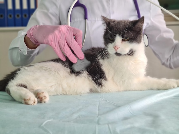 Veterinary performs ultrasound scan of abdomen of domestic cat