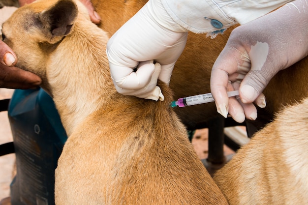 수의사 외과의는 개에게 백신을주고있다