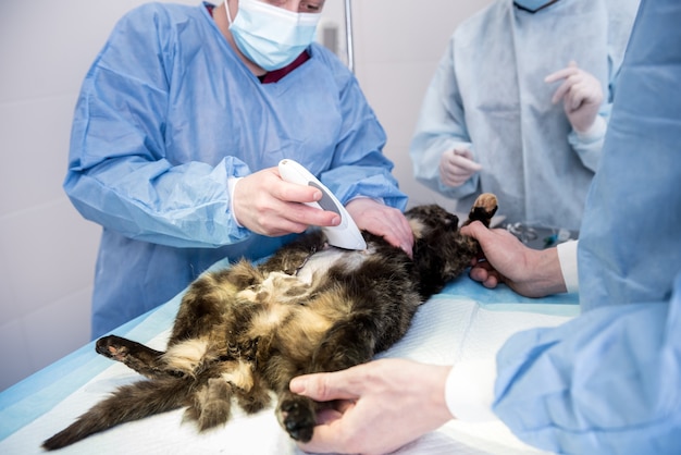 Veterinary surgeon is preparing cat for neutering surgery