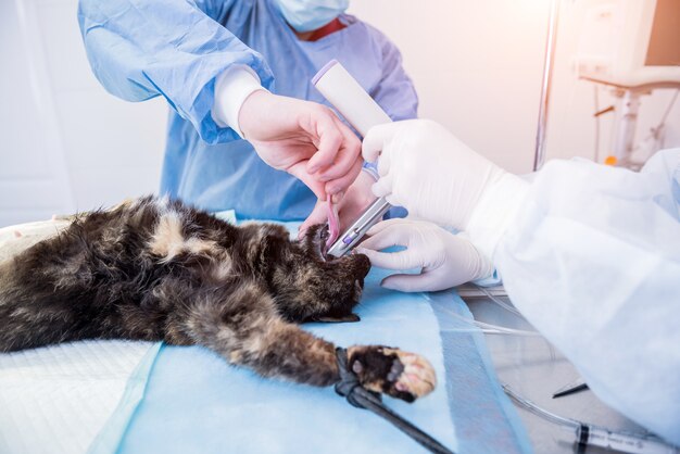 Il veterinario sta preparando il gatto per l'intervento di sterilizzazione