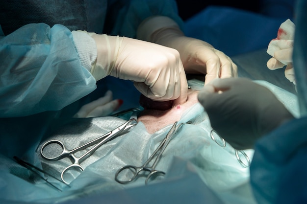 Veterinary surgery, operation, laparotomy. close up of cesarean section of cat
