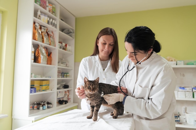 Фото Ветеринарная команда для лечения больных кошек сохранение здоровья животных концепция больницы для животных
