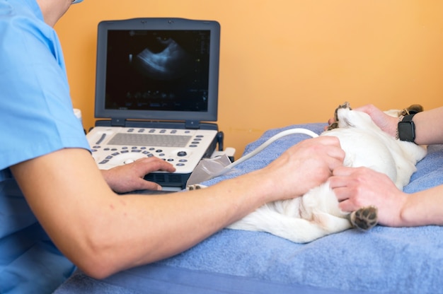 Veterinary teamwork makes an ultrasound examination of a cat. Cat on ultrasound diagnosis in a veterinary clinic. Medical ultrasound.