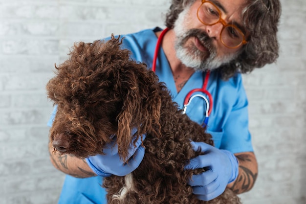 Veterinary Technician Examining a Water Dog Breed Animal