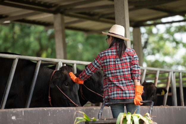 veterinary technician feeding cows in farm 