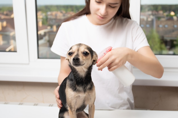 Veterinary treatment of a pet against ticks, fleas, parasites