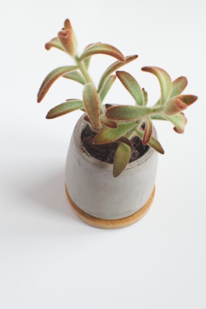 Foto vetplant in betonnen pot moderne trendy ruimtedecoratie witte kopie ruimte