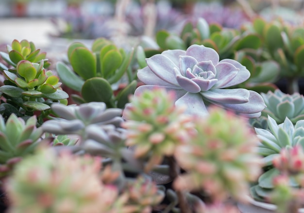 vetplant in de tuin