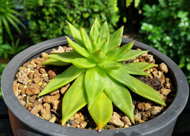 Vetplant In Een Pot