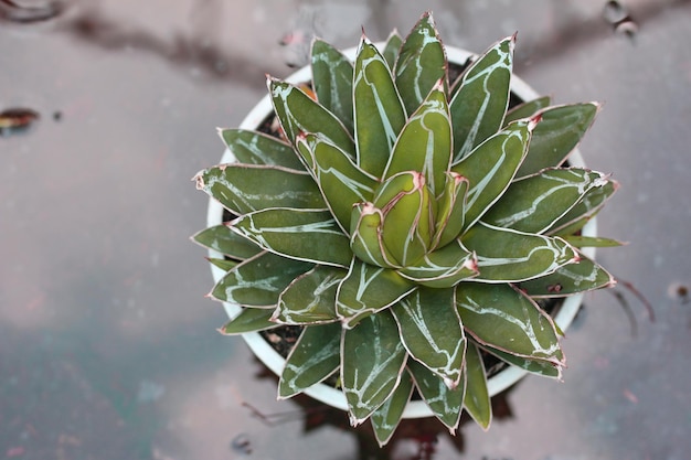 vetplant schoonheid, close-up weergave