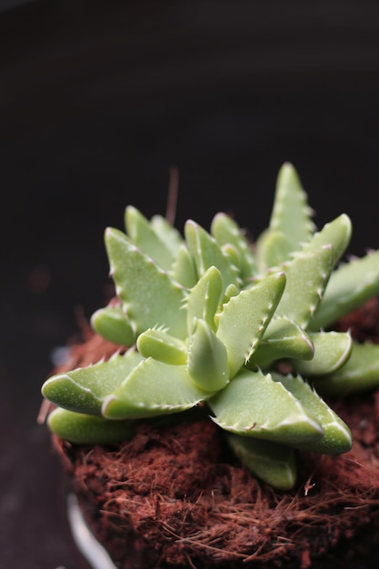 vetplant schoonheid, close-up weergave